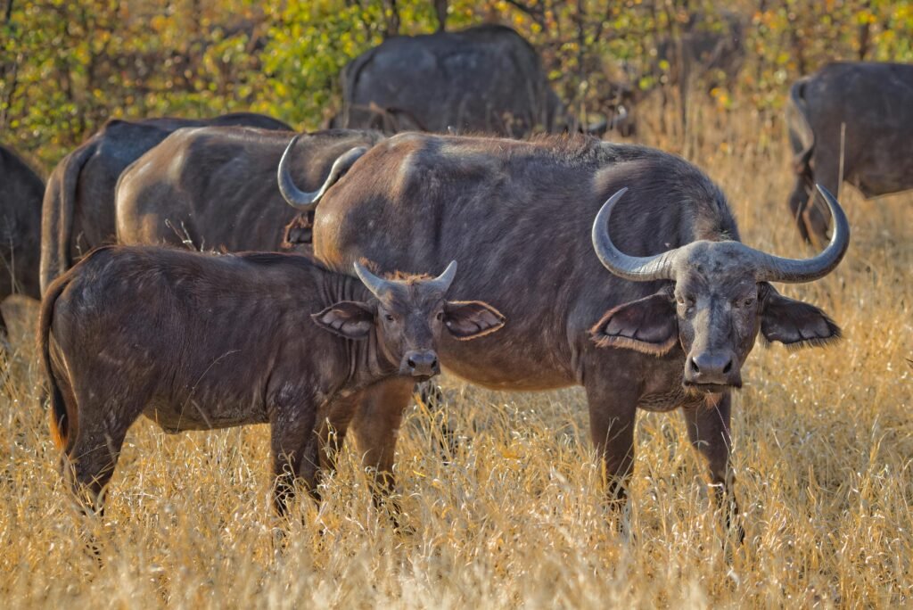 punjabi-learn-buffalo