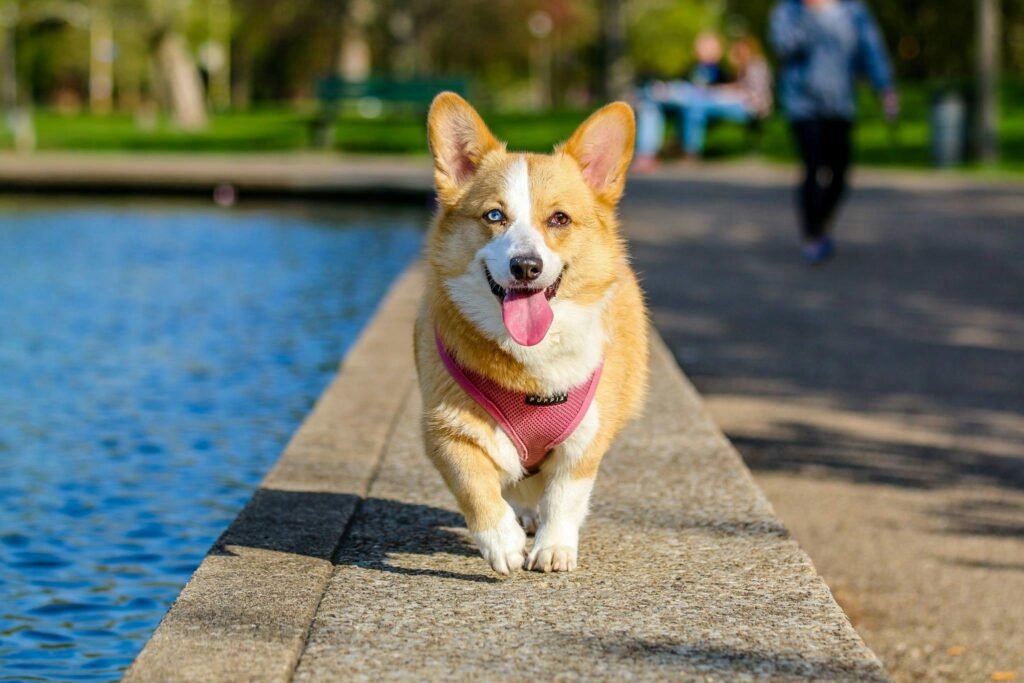 punjabi-learn-dog