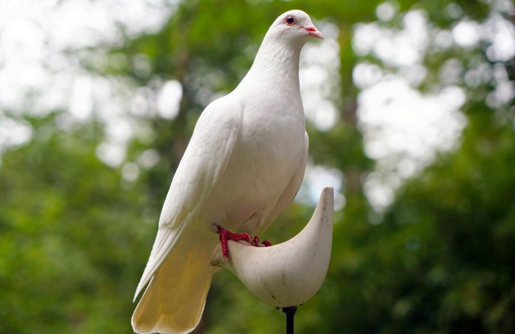 punjabi-learn-dove