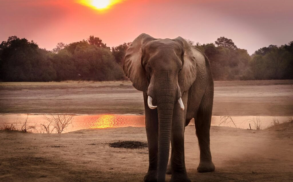 punjabi-learn-elephant