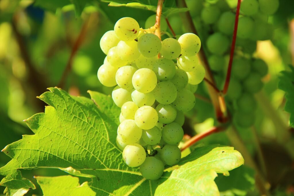 punjabi-learn-grapes