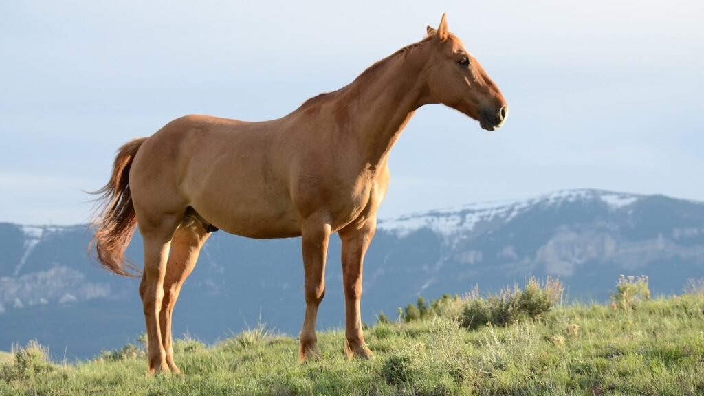 punjabi-learn-horse