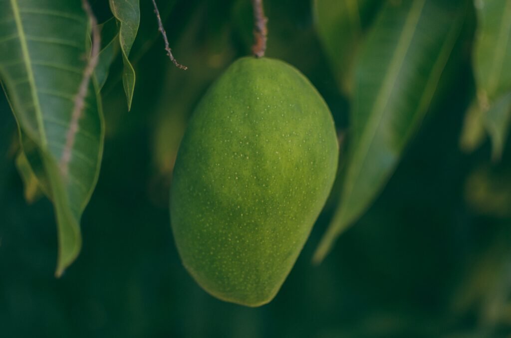 punjabi-learn-mango