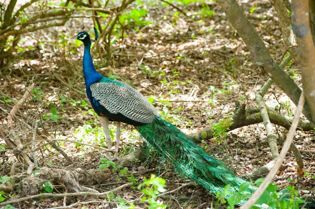 punjabi-learn-peacock