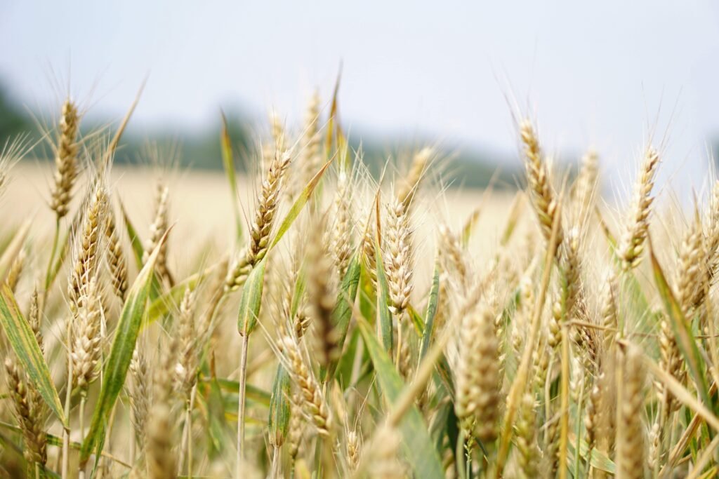 punjabi-learn-wheat